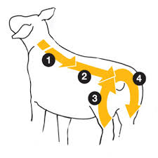 DECTOSPOT POUR ON // Deltamethrin // Ectoparasiticides, insecticides and repellents // cattle and sheep / bovini e ovini