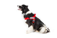 Julius-K9 IDC Innova Dog Comfort Black Belt Harness - Pet Shop Luna
