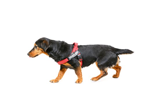 Julius-K9 16IDC-M-R-2015 IDC Color & Gray Belt Harness for Dogs, Size Mini, Red-Gray - Pet Shop Luna