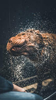 Vetocanis Sensitive Skin Hypoallergenic Shampoo for Dogs, 0.308 kg - Pet Shop Luna
