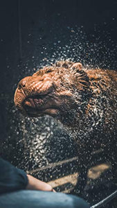 Vetocanis Sensitive Skin Hypoallergenic Shampoo for Dogs, 0.308 kg - Pet Shop Luna