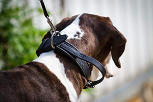 Julius-K9 40082-50 Eco Leather Collar with Adjustable Handle - Pet Shop Luna