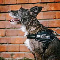 Julius-K9 IDC Powair Harness, Size: XL, Red - Pet Shop Luna