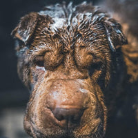 Shampoing antiodeur chien VETOCANIS - Pet Shop Luna