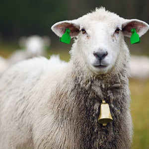 Super Loud Small Bell for Cow Sheep Cattle, Campanello per bovini ovini caprini - Pet Shop Luna
